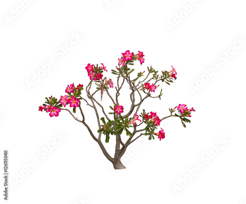Desert Rose isolated on white background.