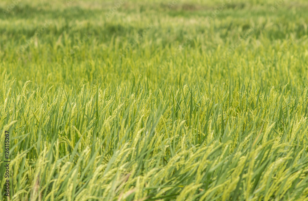 Rice field