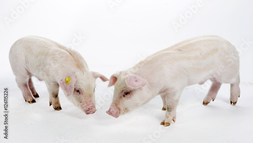 Piglets photo