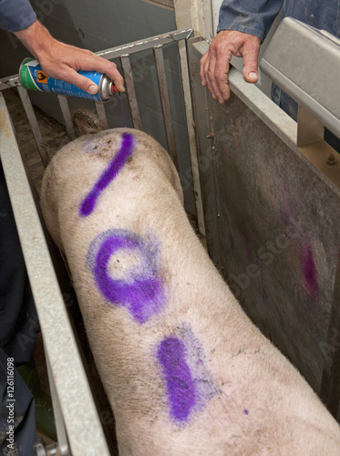 Marking pigs with spraypaint photo