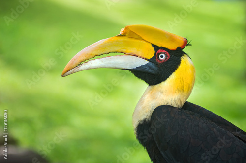 Hornbills