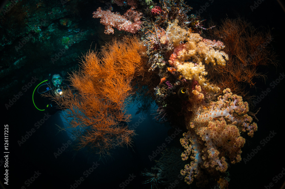 Woman diver examines black coral (Antipathes sp), Tulumben, Bali, Indonesia