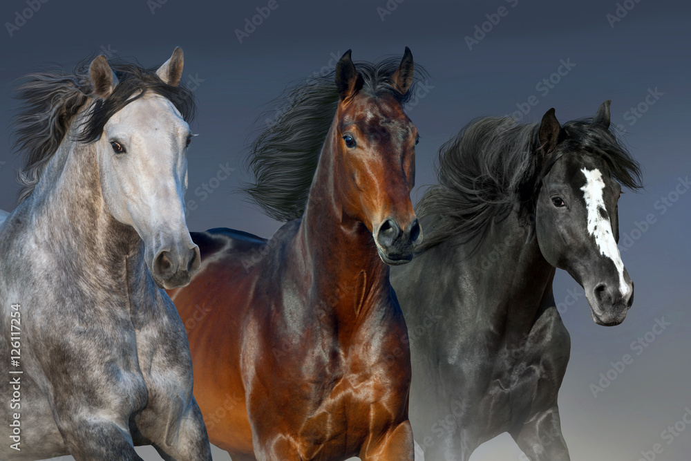Horses with long mane portrait run gallop
