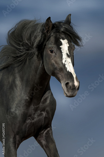 Black horse with long mane portrait in motion © kwadrat70