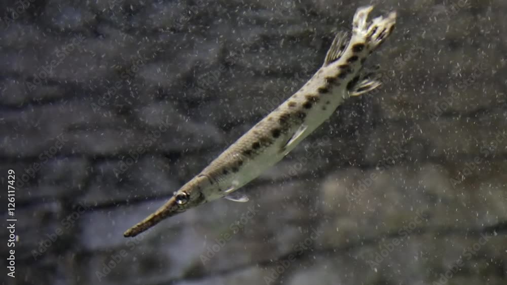 Spotted pike in the aquarium. Lepisosteus oculatus Spotted pike in the aquarium. Lepisosteus oculatus