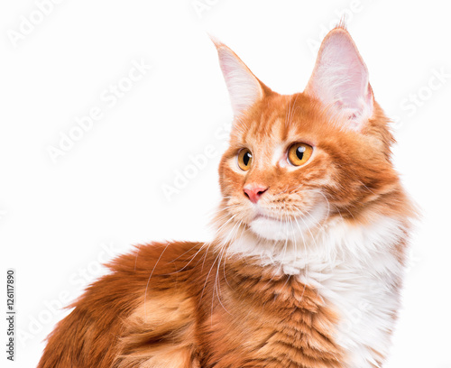 Fototapeta Naklejka Na Ścianę i Meble -  Portrait of domestic red Maine Coon kitten. Beautiful young cat cat looking away. Curious young orange kitty isolated on white background.