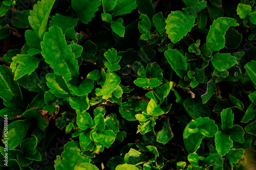 Green plants top view