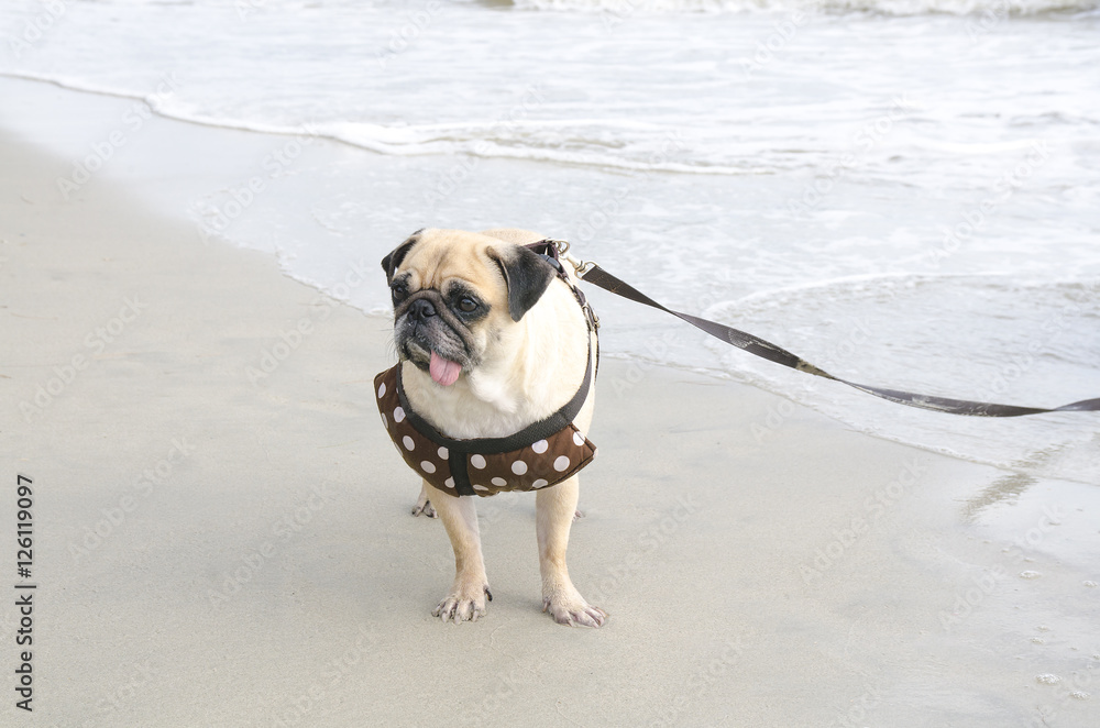 cute pug dog walking on the beach