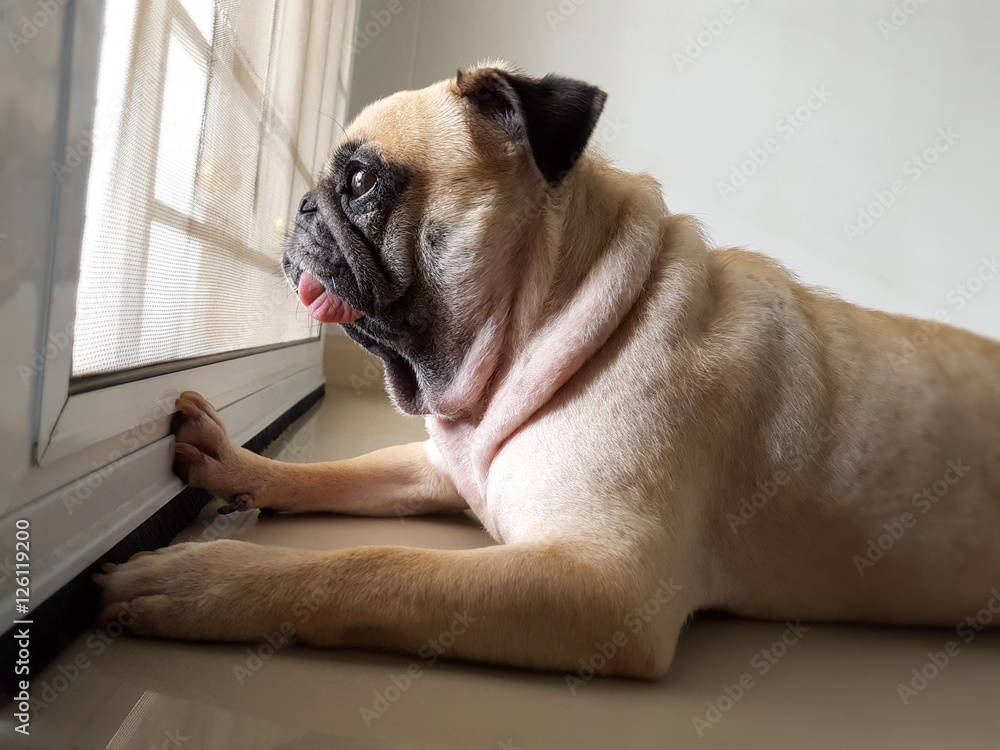 A cute pug dog puppy is sit and waiting owner bring to play outside at the door