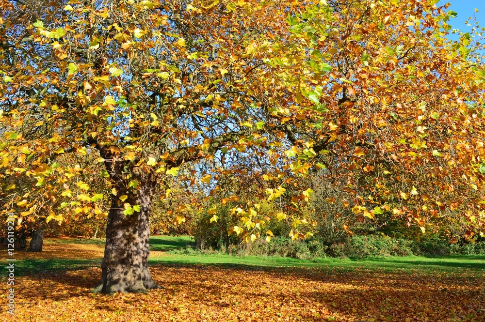 A Colourful Autumn Landscape. A Colourful Autumn Landscape.