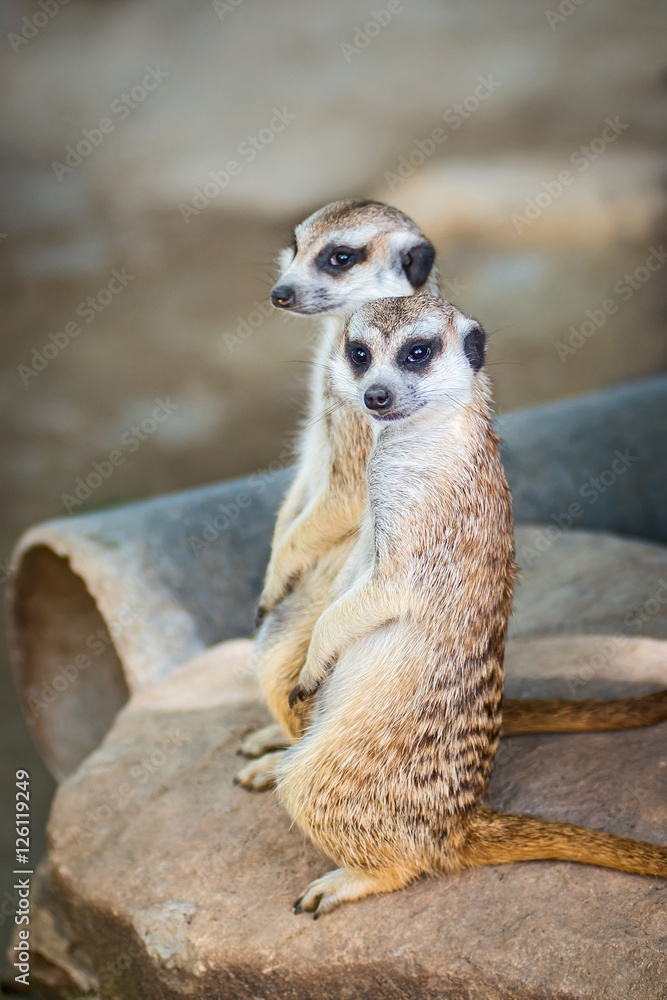 Fototapeta premium Meerkat