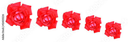 Panel kuchenny z motywem Czerwone róże