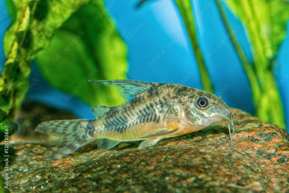 Catfish from the genus Corydoras Catfish from the genus Corydoras