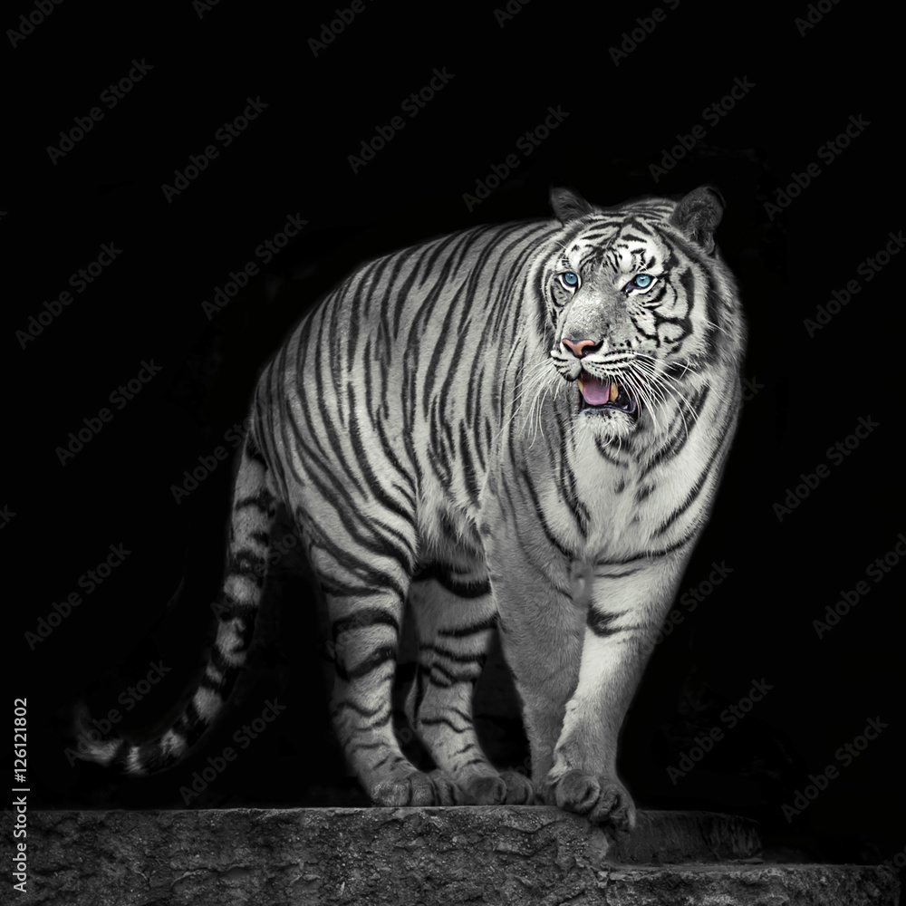 Obraz premium Tiger