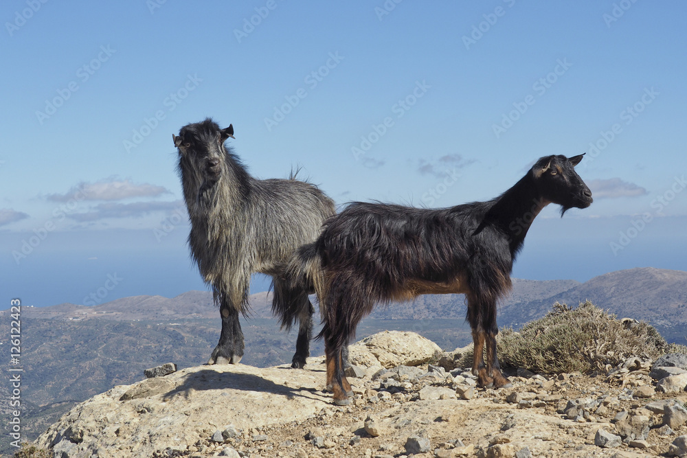 Zwei Bergziegen auf Felsen im DiktiGebirge, Kreta, Griechenland Stock