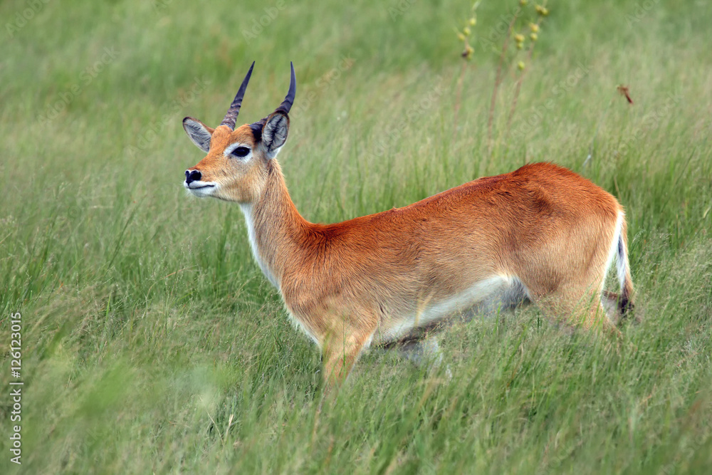 The lechwe (Kobus leche), or southern lechwe in the grass
