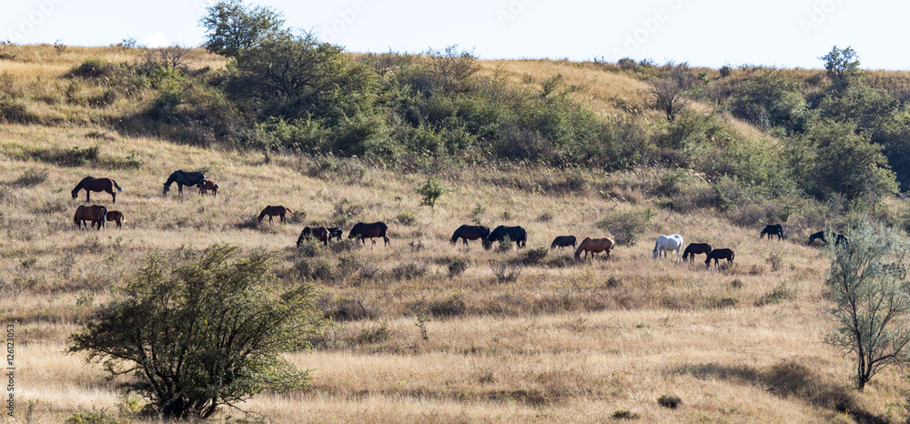 herd of horses in the pasture in the fall herd of horses in the pasture in the fall