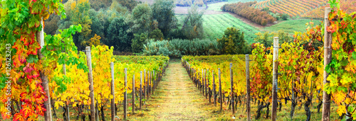 Photo Golden rows of vineyards. Autumn landscape. Italy