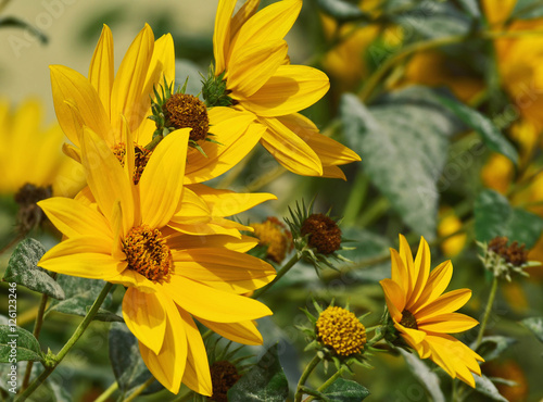 Maximillian sunflower (Helianthus Maximiliani) closeup photo