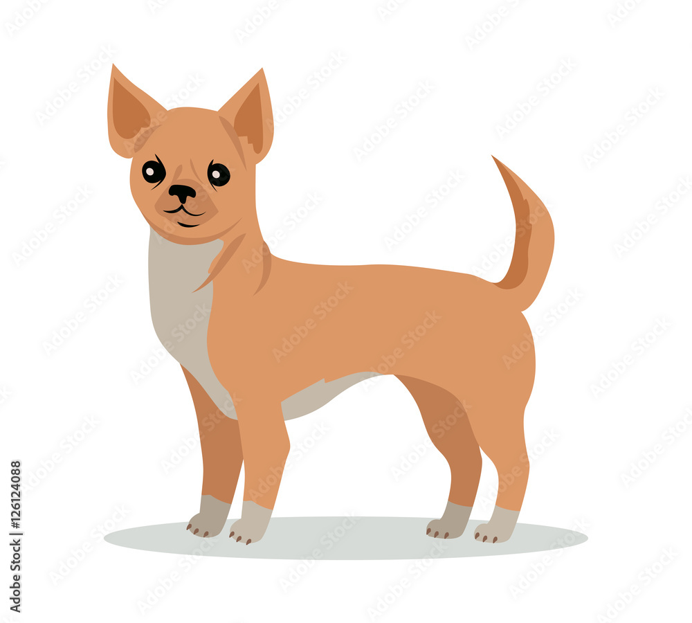 Chihuahua Dog Breed Vector Flat Design Illustration