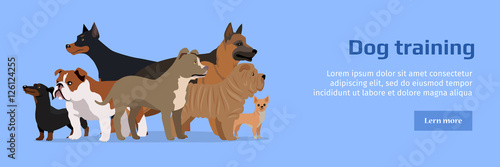 Professional Dog Training Service Banner.