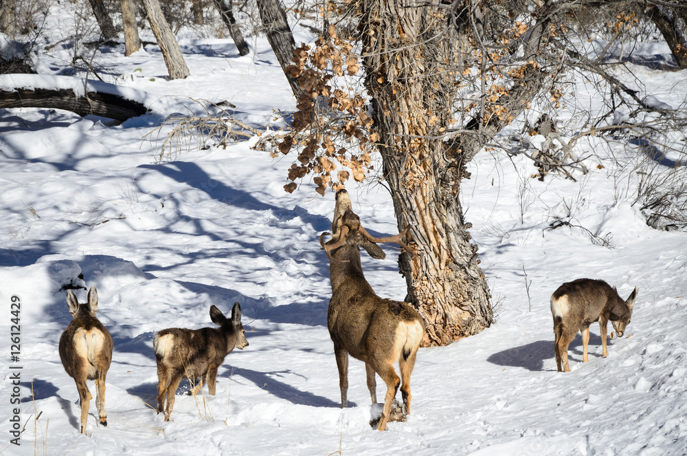 Naklejka premium Zion National Park