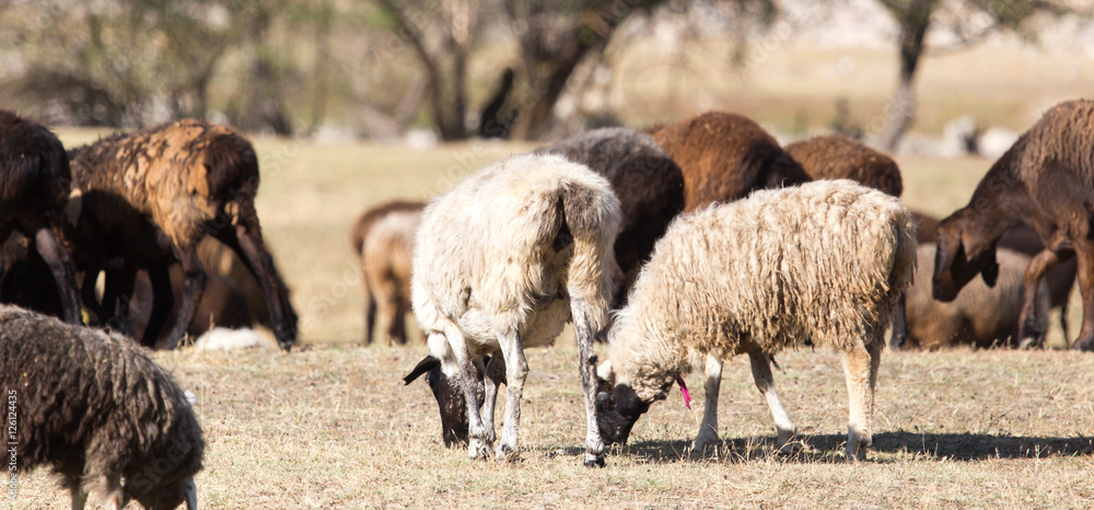 Obraz premium sheep in nature in autumn