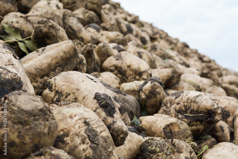 Big mound of freshly harvested sugar beet on the field. Big mound of freshly harvested sugar beet on the field.