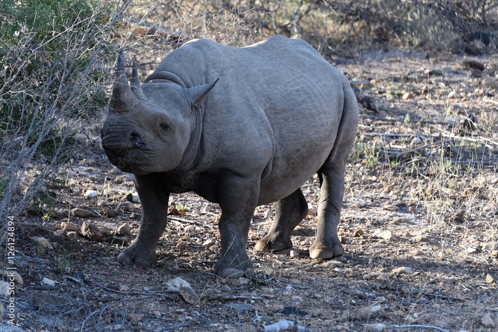 Naklejka premium Breitmaulnashorn in Südafrika