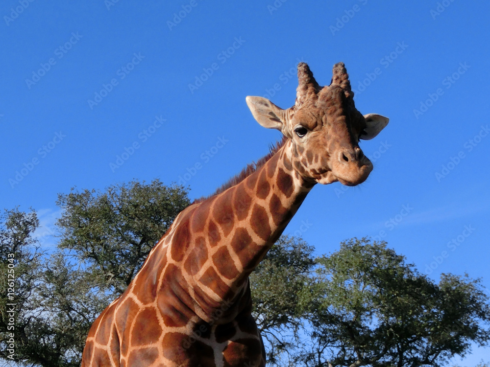 Fototapeta premium Spotted giraffe with long neck