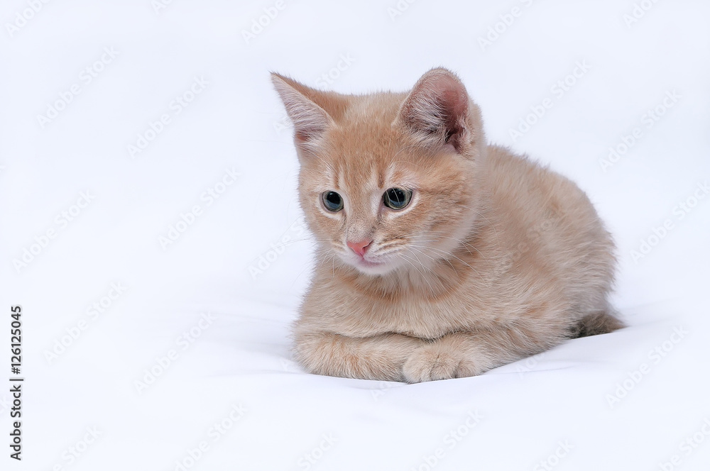 Red kitten on a light background