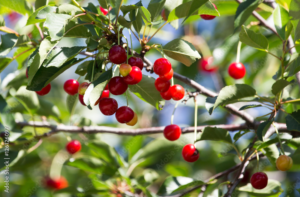 red cherry on nature red cherry on nature