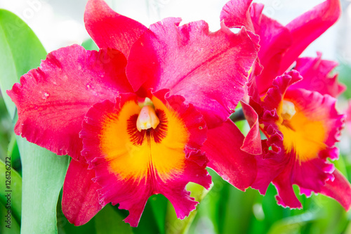 Red Cattleya orchid. photo