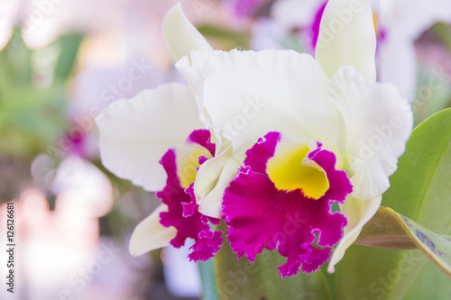 White Cattleya orchid. photo