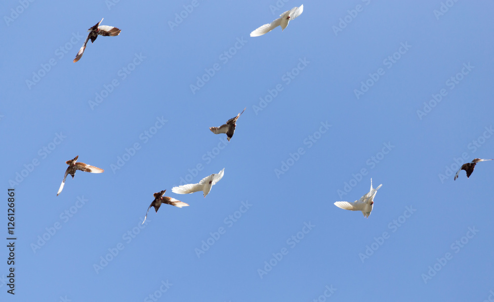 flock of pigeons on blue sky