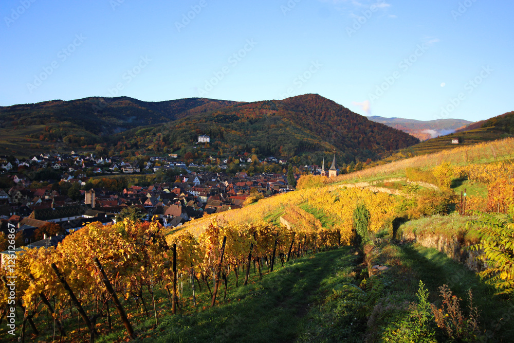 Grape autumn field in Ribeauvillé. Alsace, France. view of the city from the hill 3