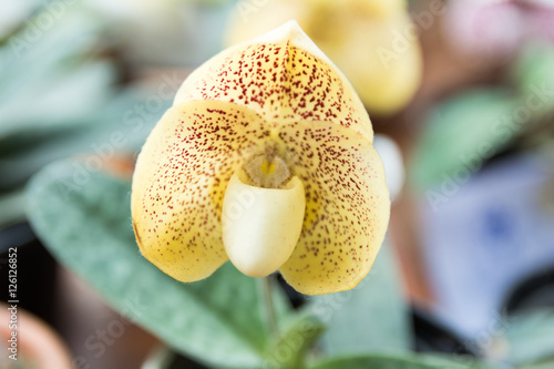 Yellow Paphiopedilum orchid. photo