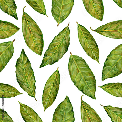 Bay leaf watercolor illustration isolated on white background, Hand drawn seamless pattern, Design food, Organic fresh spice ingredient for healthy market, restaurant menu, kitchen aromatherapy, paper © m_e_l