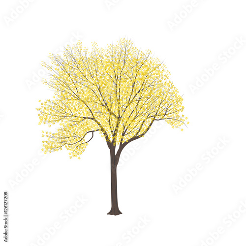 Ash-tree with yellow leaves