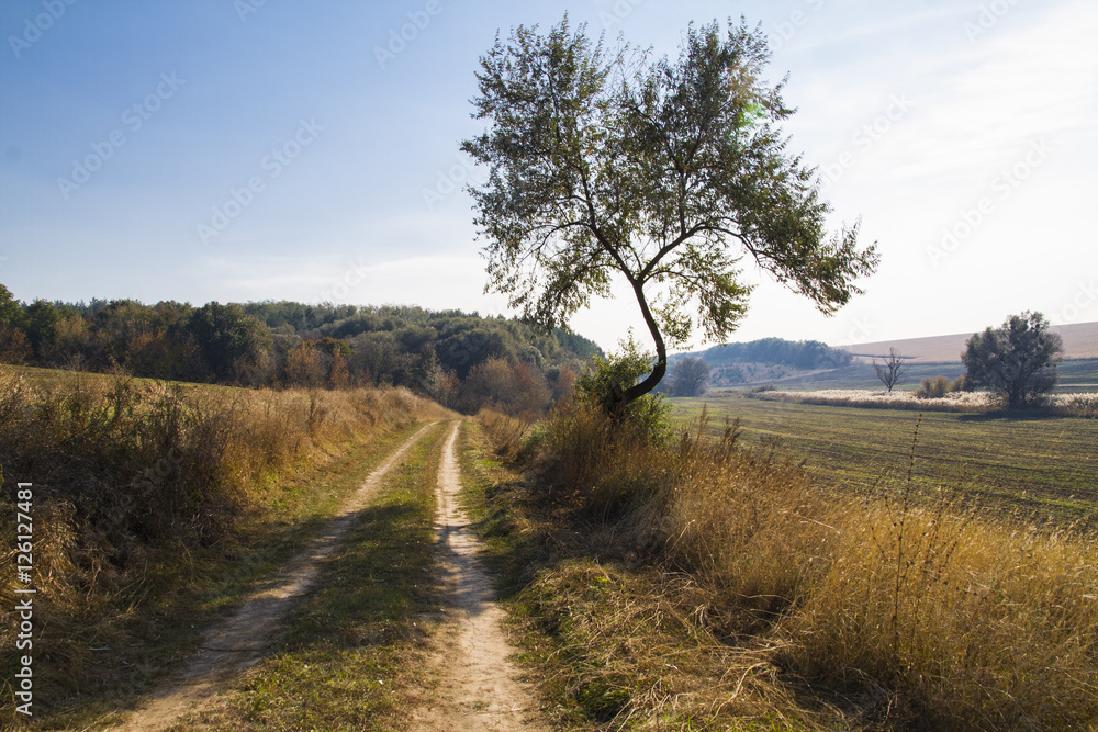 country road in the countryside country road in the countryside