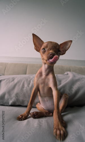 Closeup of cute miniature ginger pinscher puppy sitting on bed with his tongue out