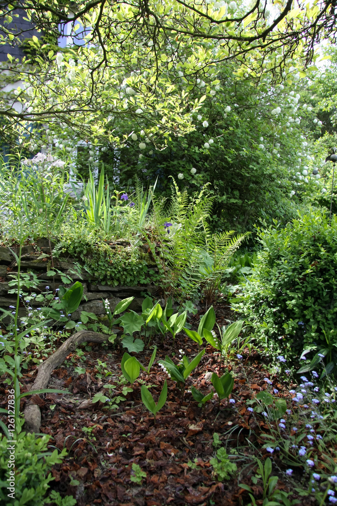Fototapeta premium Maiglöckchen im Naturgarten