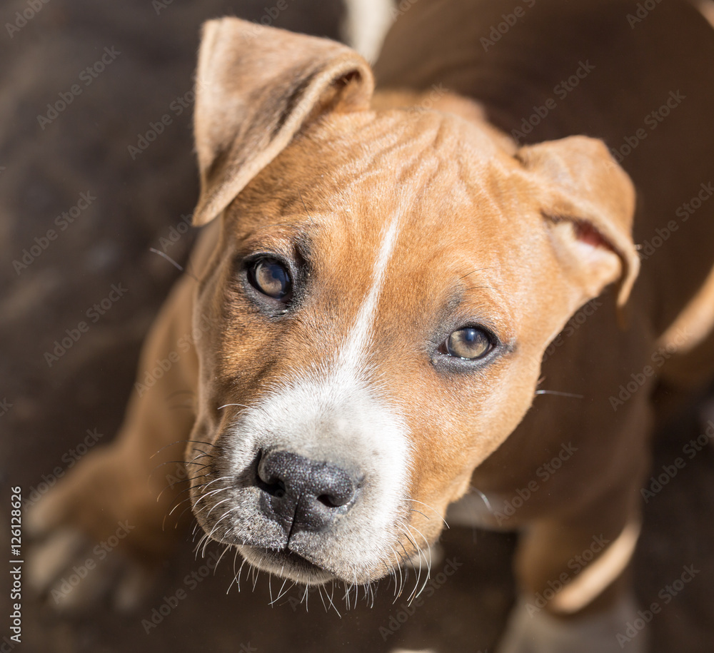 Portrait redhead pit bull dog