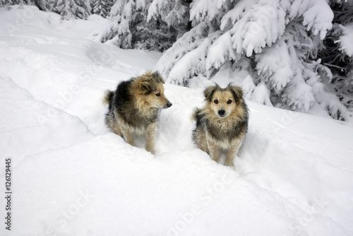 blizzard and two dog © panaramka