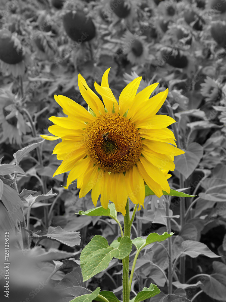 sunflower on black and white background Stock Photo | Adobe Stock