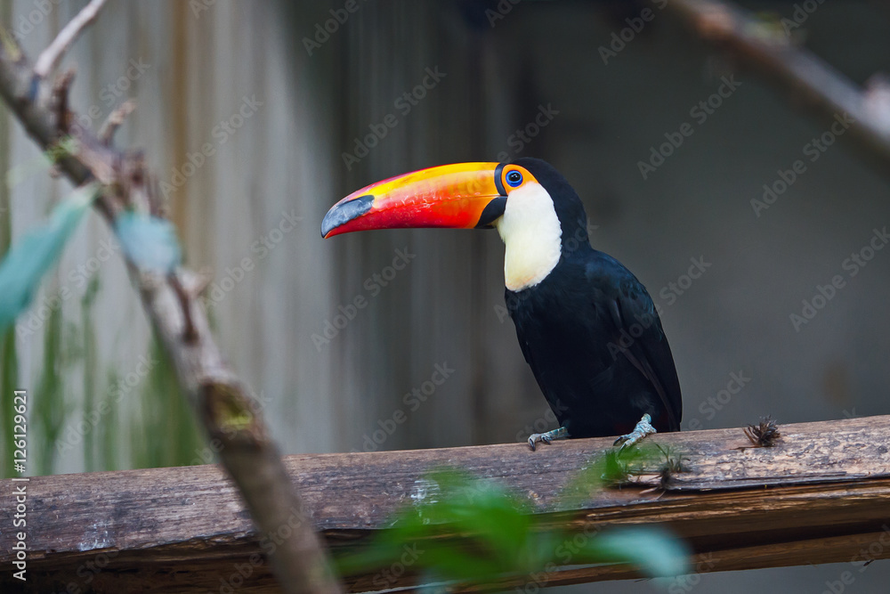 Naklejka premium toucan toco