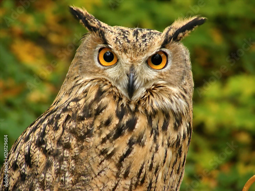owl. close-up