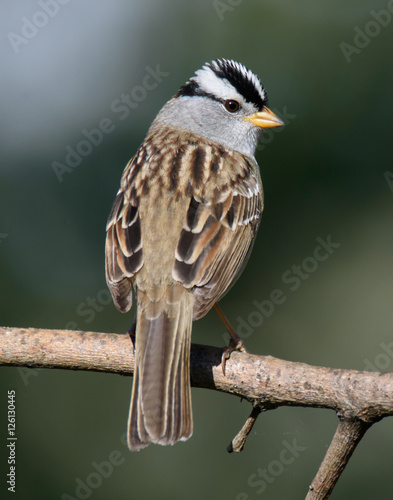 White-crowned Sparrow