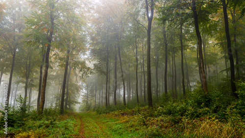 Misty Forest in Autumn Time