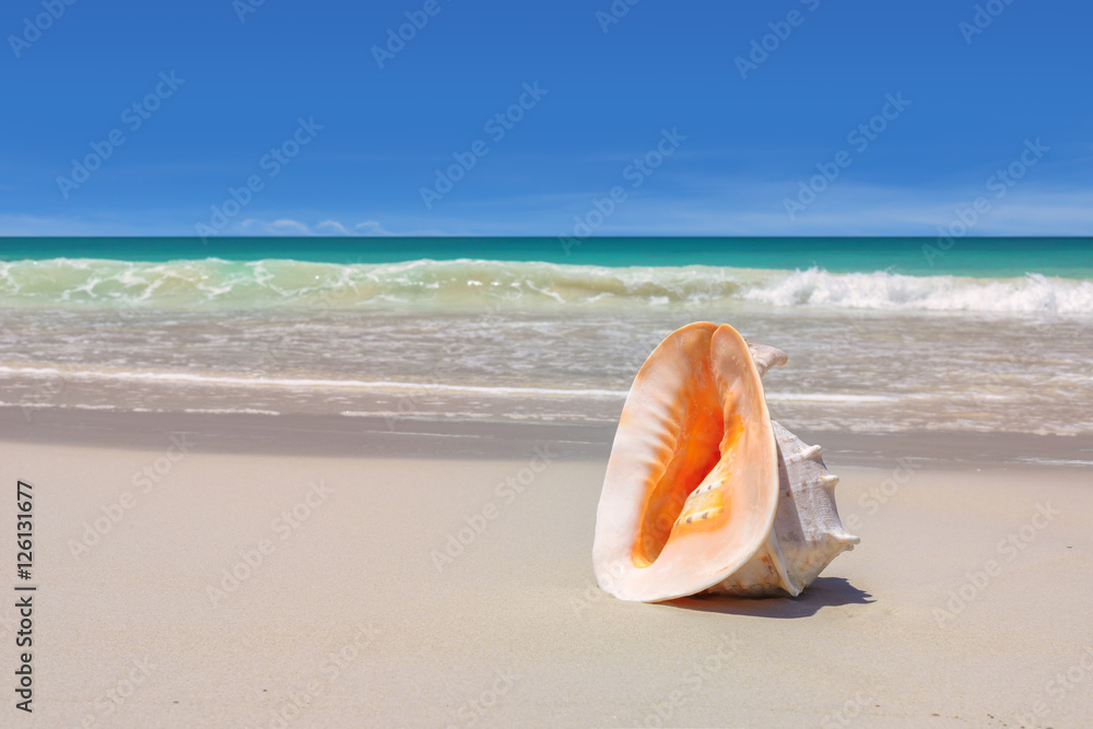 Seashell on seashore. Fashion travel and tropical beach concept. Seashell on seashore. Fashion travel and tropical beach concept.